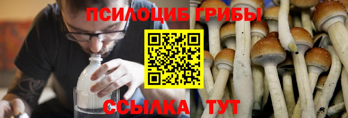 цена наркотик  Псилоцибиновые грибы GOLDEN TEACHER  Вход с VPN  Вологда 